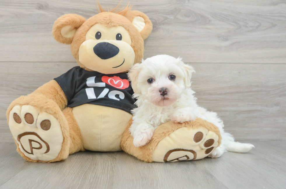 5 week old Maltipoo Puppy For Sale - Seaside Pups