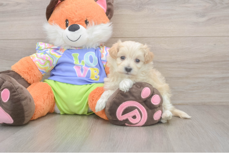 Hypoallergenic Malt Oodle Poodle Mix Puppy