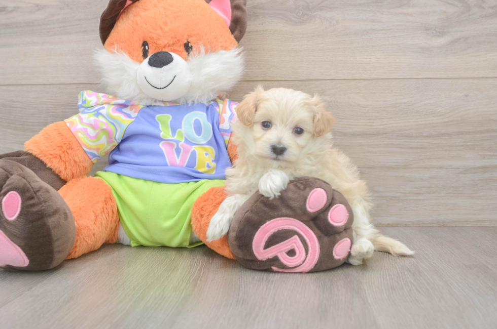 5 week old Maltipoo Puppy For Sale - Seaside Pups