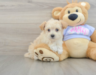 8 week old Maltipoo Puppy For Sale - Seaside Pups