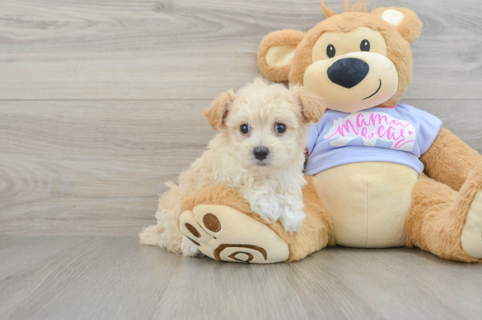 7 week old Maltipoo Puppy For Sale - Seaside Pups