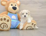 7 week old Maltipoo Puppy For Sale - Seaside Pups
