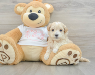 7 week old Maltipoo Puppy For Sale - Seaside Pups