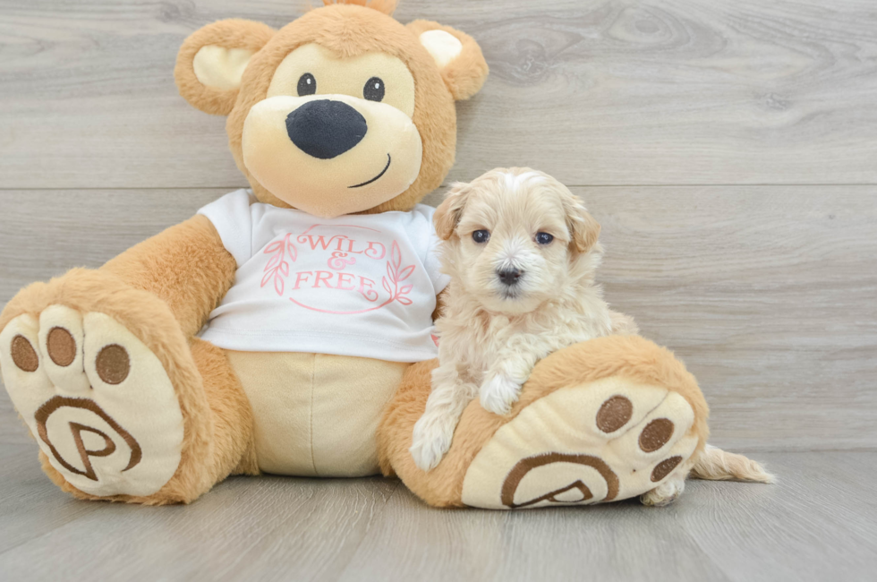 5 week old Maltipoo Puppy For Sale - Seaside Pups