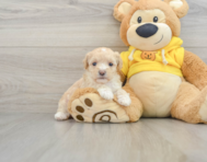 8 week old Maltipoo Puppy For Sale - Seaside Pups