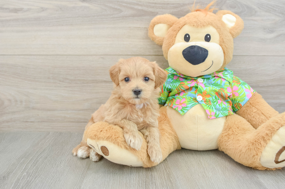 5 week old Maltipoo Puppy For Sale - Seaside Pups