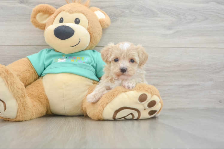 Petite Maltipoo Poodle Mix Pup