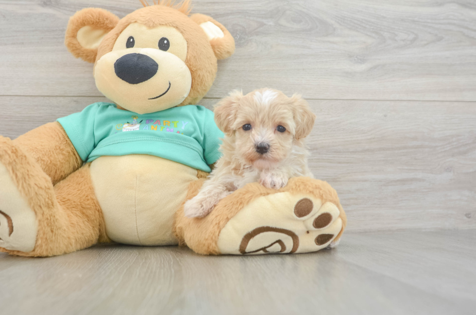 6 week old Maltipoo Puppy For Sale - Seaside Pups