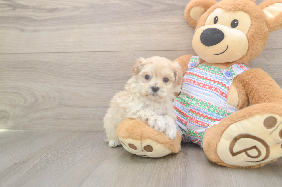 5 week old Maltipoo Puppy For Sale - Seaside Pups
