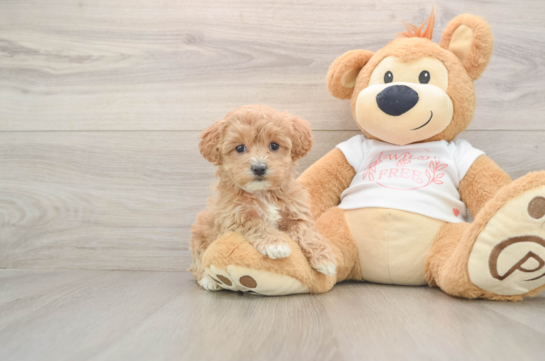 Popular Maltipoo Poodle Mix Pup