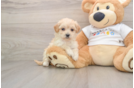 Maltipoo Pup Being Cute
