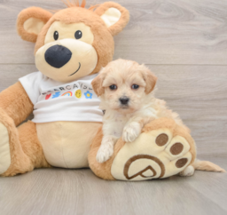 8 week old Maltipoo Puppy For Sale - Seaside Pups
