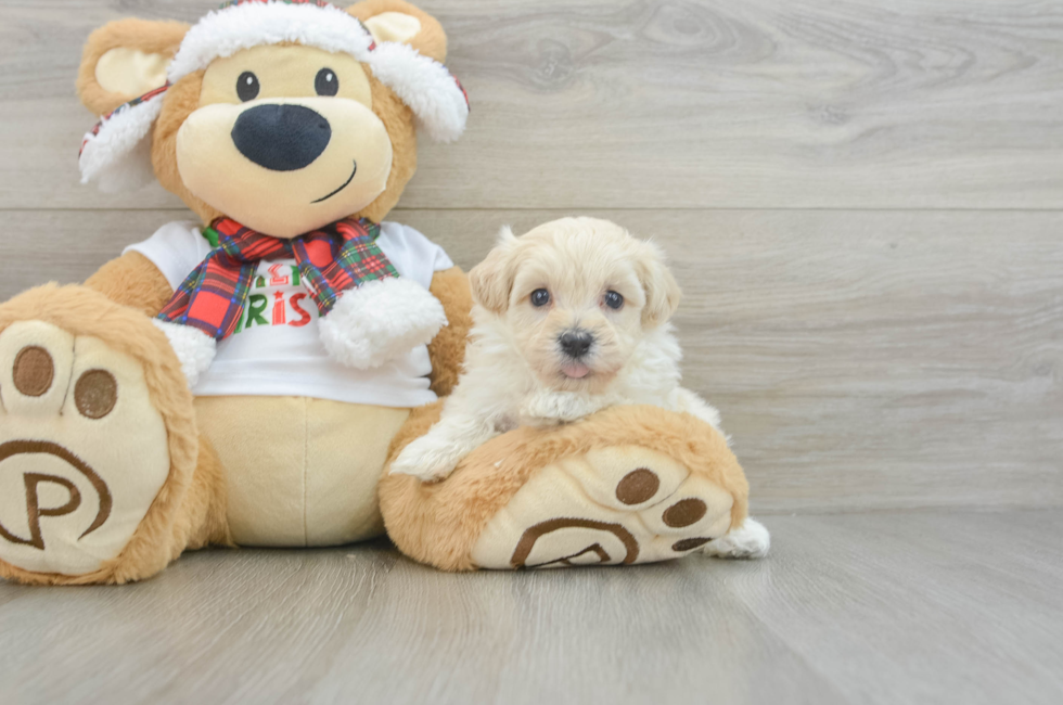 6 week old Maltipoo Puppy For Sale - Seaside Pups