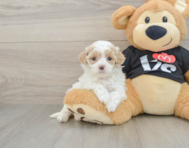 7 week old Maltipoo Puppy For Sale - Seaside Pups