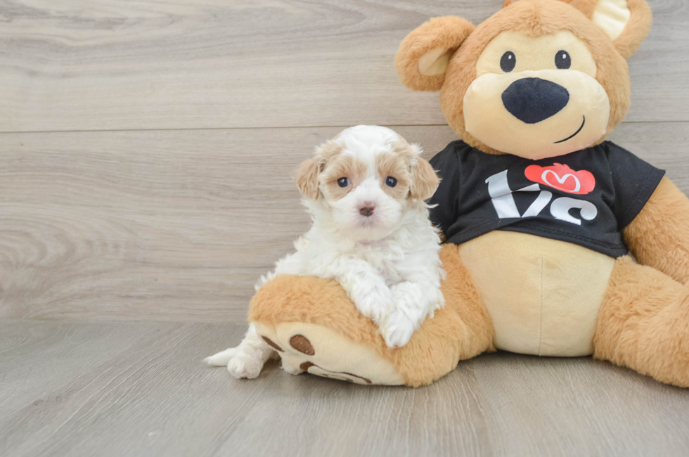 5 week old Maltipoo Puppy For Sale - Seaside Pups