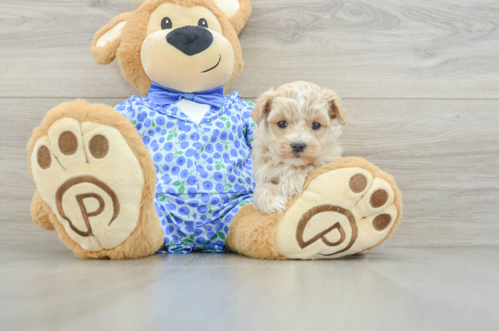 5 week old Maltipoo Puppy For Sale - Seaside Pups