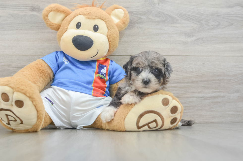 5 week old Maltipoo Puppy For Sale - Seaside Pups