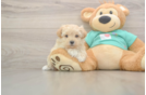 Hypoallergenic Maltidoodle Poodle Mix Puppy