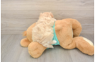 Energetic Malt Oodle Poodle Mix Puppy