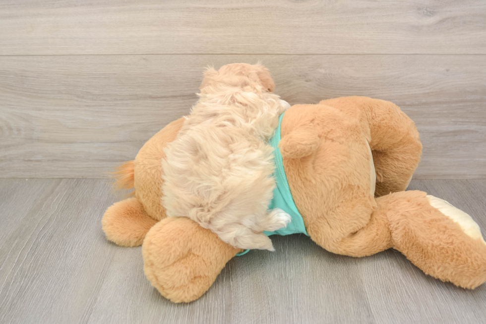 Energetic Malt Oodle Poodle Mix Puppy