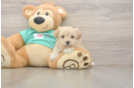 Happy Maltipoo Baby