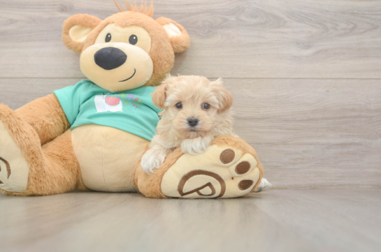 Happy Maltipoo Baby