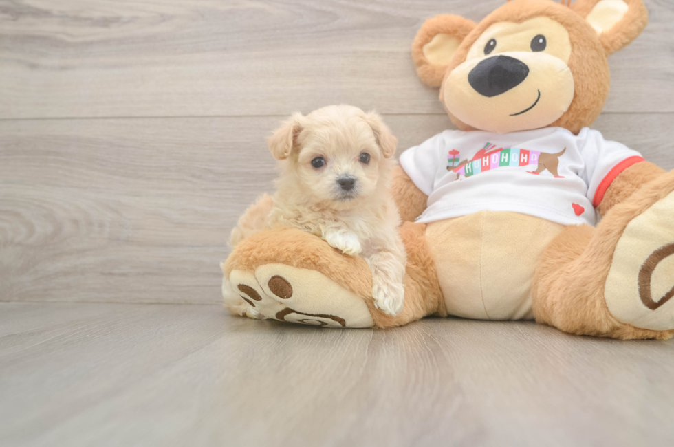 5 week old Maltipoo Puppy For Sale - Seaside Pups