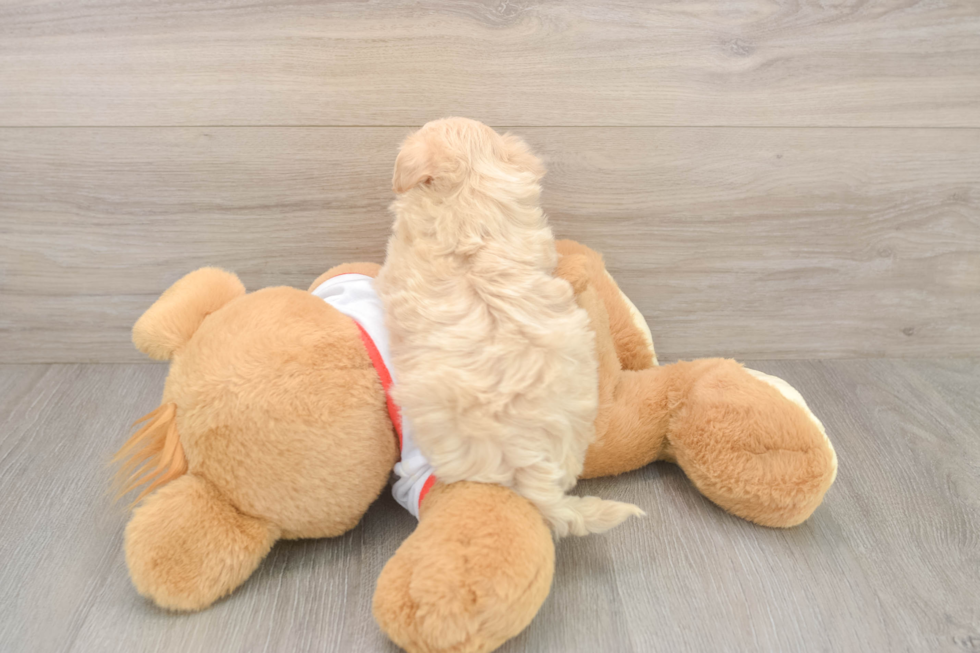 Hypoallergenic Moodle Poodle Mix Puppy