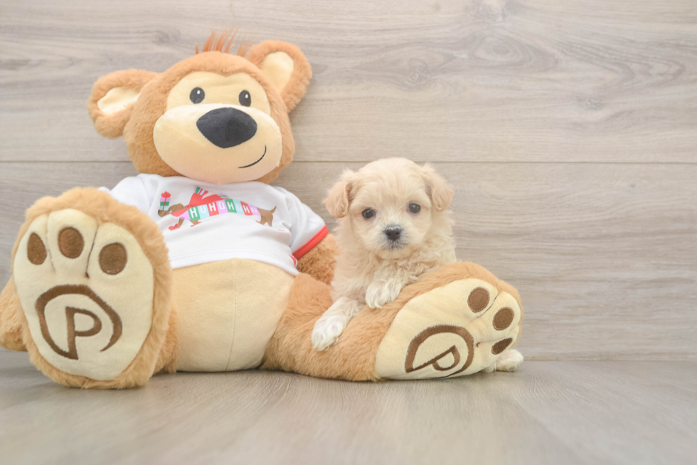 Popular Maltipoo Poodle Mix Pup