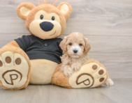 9 week old Maltipoo Puppy For Sale - Seaside Pups