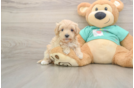 Cute Maltipoo Baby