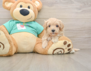 9 week old Maltipoo Puppy For Sale - Seaside Pups