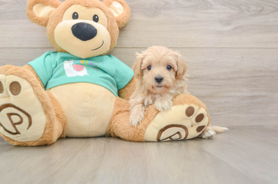 Best Maltipoo Baby