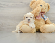 9 week old Maltipoo Puppy For Sale - Seaside Pups