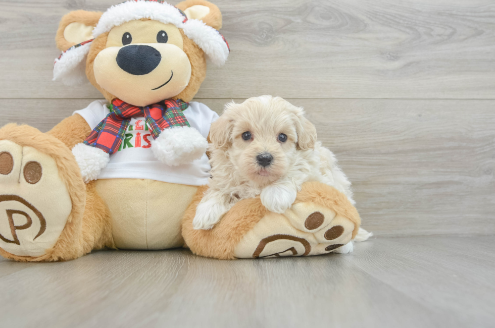 6 week old Maltipoo Puppy For Sale - Seaside Pups