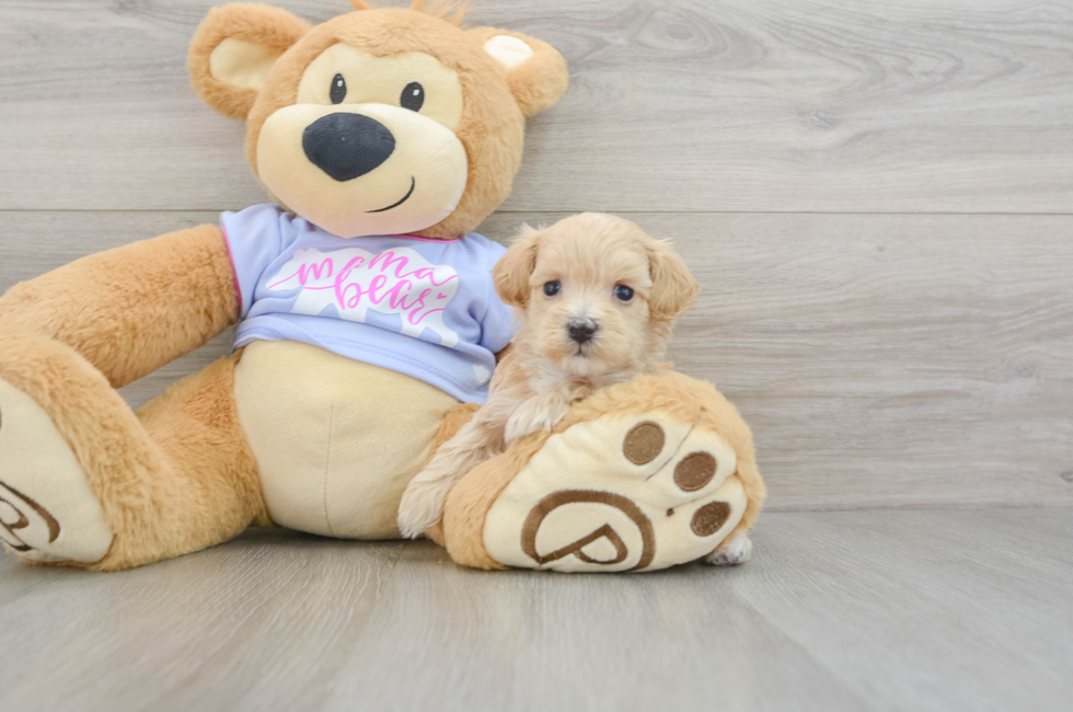 6 week old Maltipoo Puppy For Sale - Seaside Pups