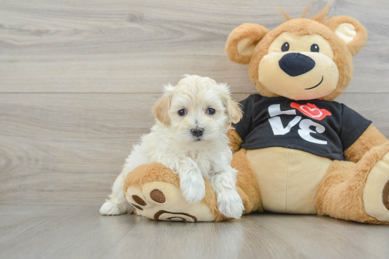 Meet Davie - our Maltipoo Puppy Photo 1/14 - Seaside Pups