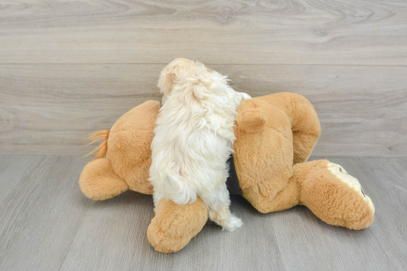 Meet Davie - our Maltipoo Puppy Photo 2/14 - Seaside Pups