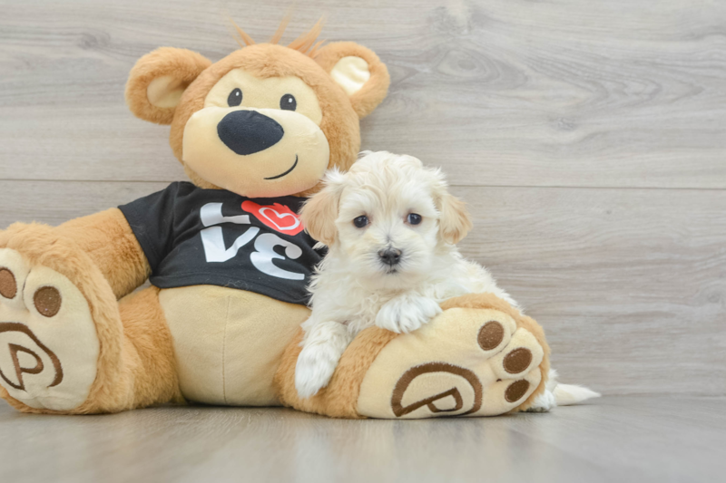 Meet Davie - our Maltipoo Puppy Photo 3/14 - Seaside Pups