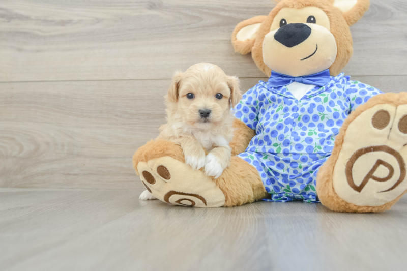 Meet Davie - our Maltipoo Puppy Photo 1/3 - Seaside Pups