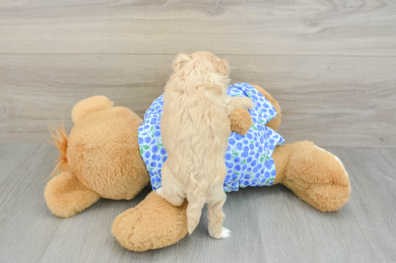 Meet Davie - our Maltipoo Puppy Photo 2/3 - Seaside Pups