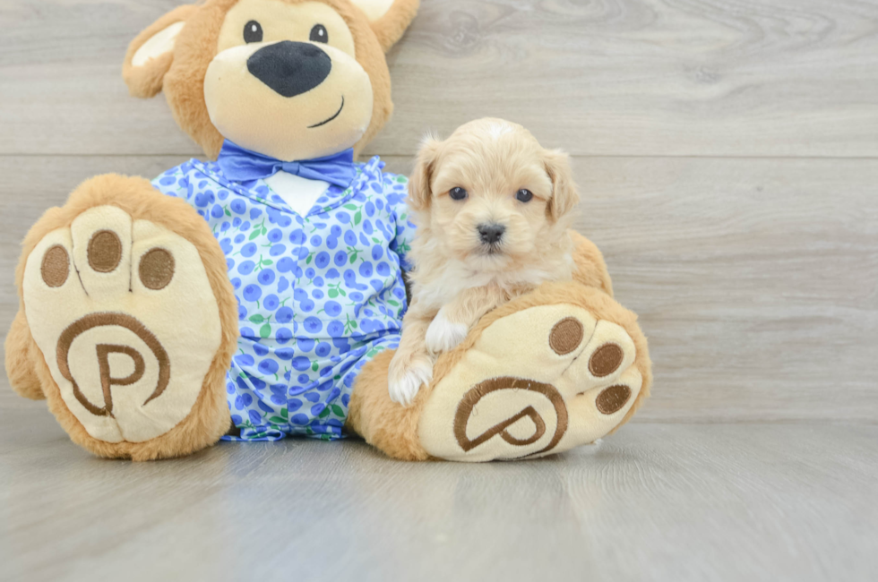 5 week old Maltipoo Puppy For Sale - Seaside Pups