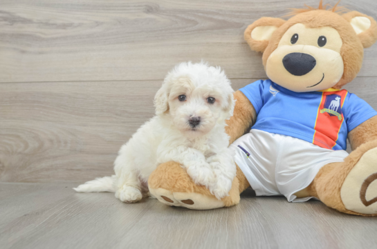 Popular Maltipoo Poodle Mix Pup
