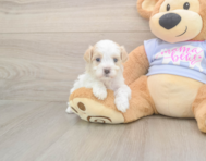 8 week old Maltipoo Puppy For Sale - Seaside Pups