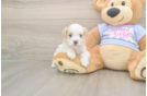 Best Maltipoo Baby
