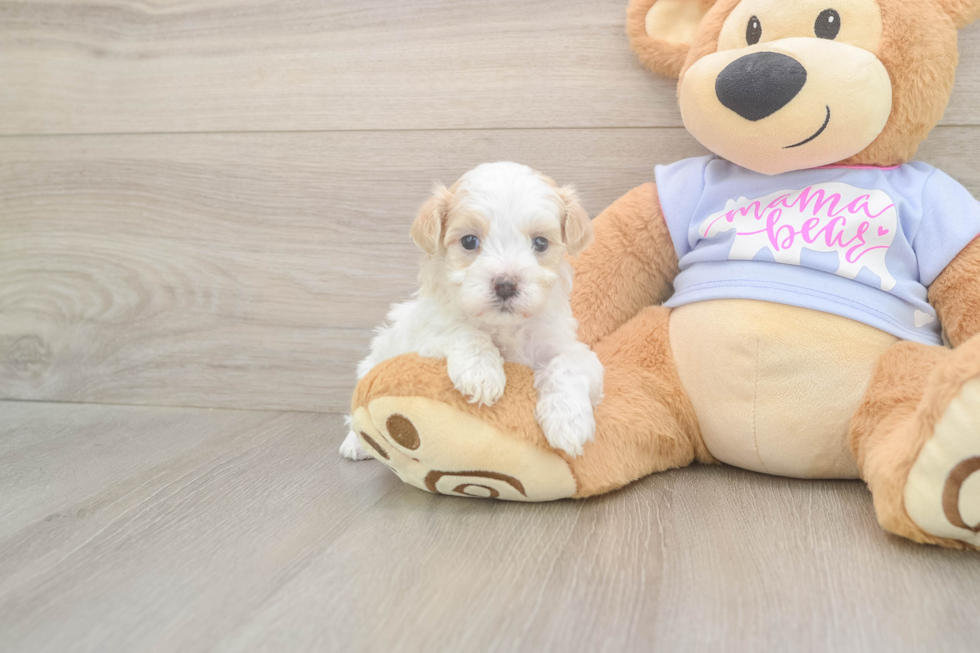 Best Maltipoo Baby