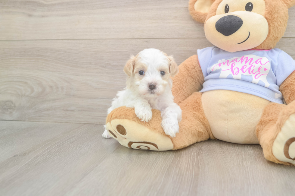 5 week old Maltipoo Puppy For Sale - Seaside Pups