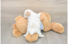 Funny Maltipoo Poodle Mix Pup