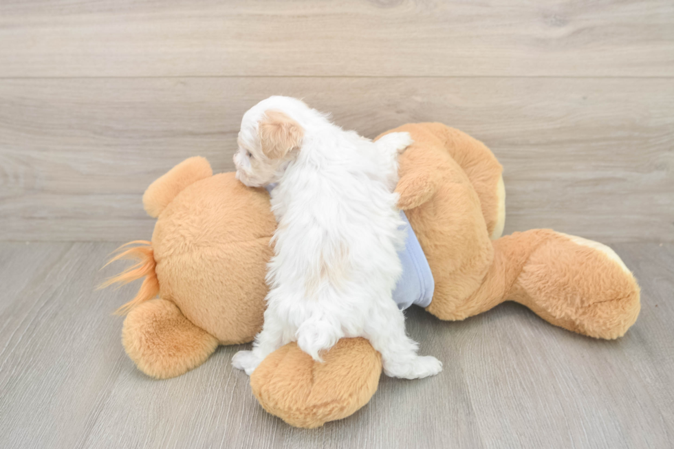 Funny Maltipoo Poodle Mix Pup