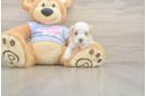 Smart Maltipoo Poodle Mix Pup